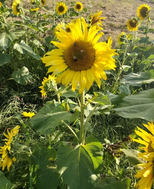 A field of sunflowers, close up to one with a few bumble bees bumbling around.
