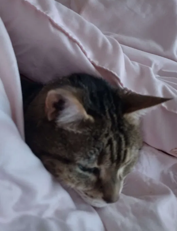 Cave Cat's head sticking out of a nest of pink blanket.