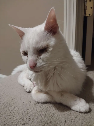 A white cat sitting on some stairs, with his front legs crossed as he doses.