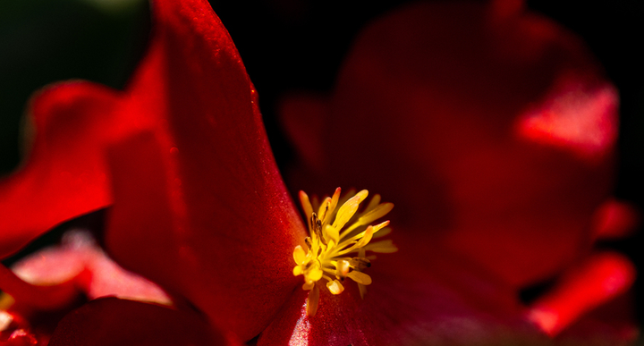 Closeup of a red flower.