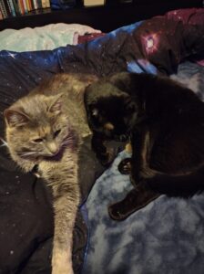 Two damn cats being nice and civil, laying on a galaxy print blanket.