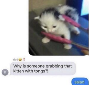 A meme with someone incredulously asking why there was a kitten being held with tongs. The answer? Salad.