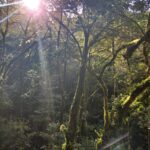 The cloud forest canopy with rays of light shining through. 